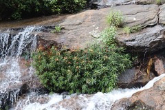 Impatiens verticillata